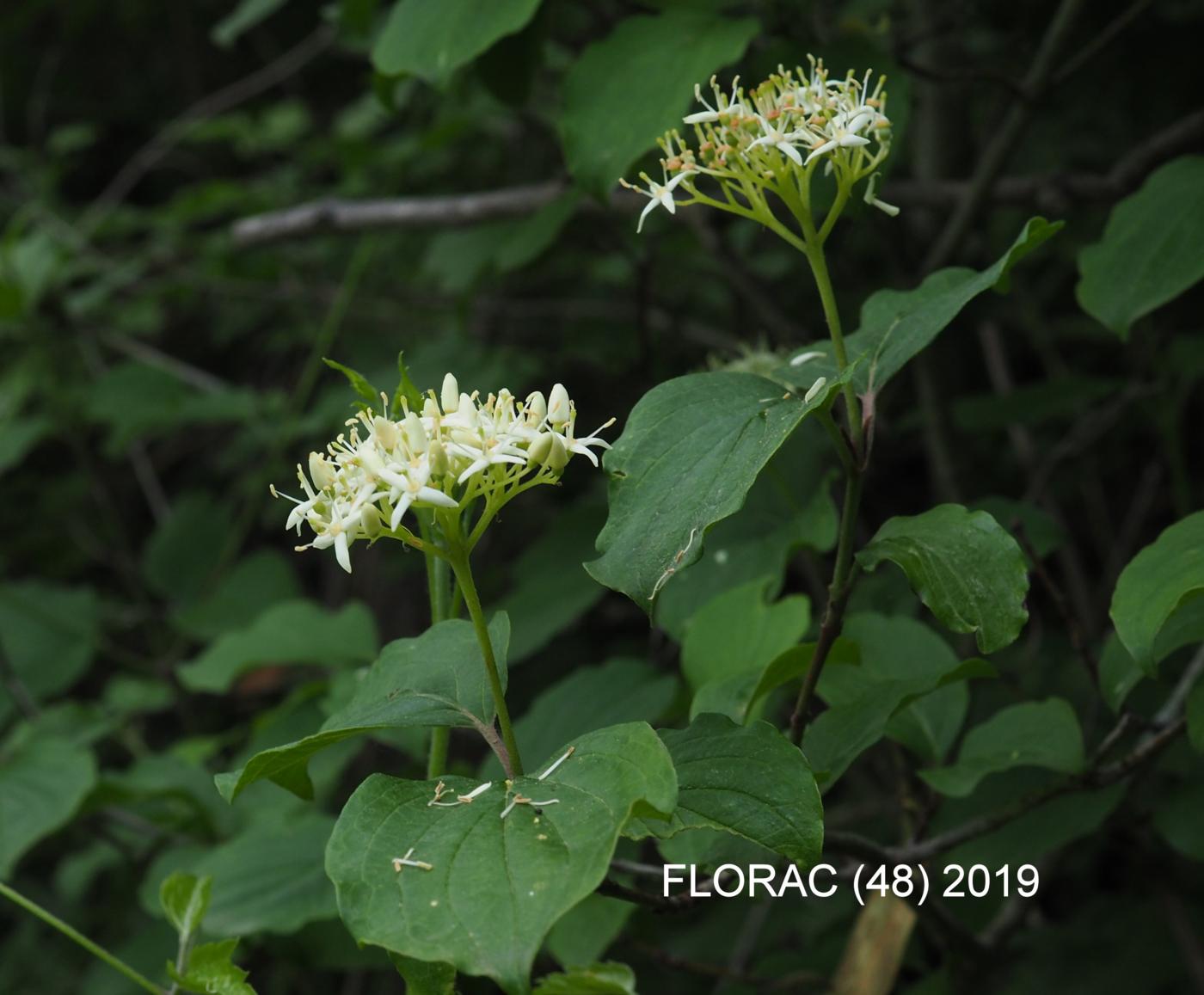 Dogwood flower